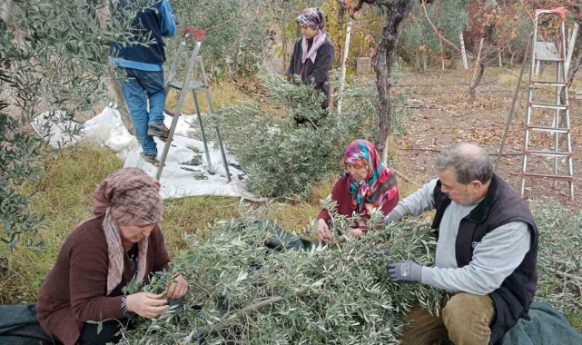 Eskişehir'de çiftçiler dönümden 2 ton zeytin aldı, yüzleri güldü
