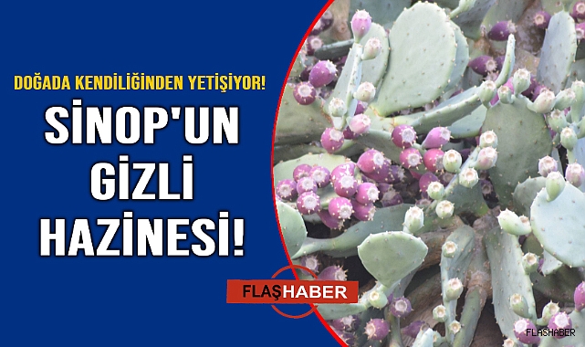 Faydalı olmadığı hastalık yok