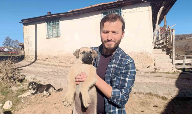 Gazeteciden yavru köpeğe hayat kurtaran heimlich müdahalesi