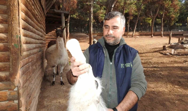 Gaziantep Zoo Parkı'nda bin 100 doğum sevinci yaşandı