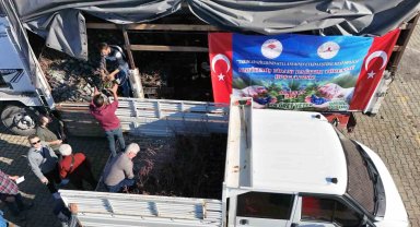 Giresun'da Maviyemiş üretimi artıyor