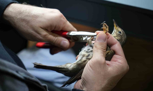 Göçmen kuşların rotası artık çok daha net