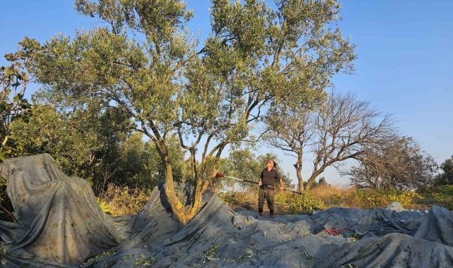 Güney Marmara'da zeytin hasadı başladı