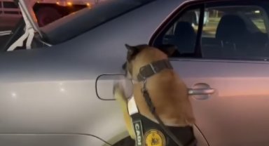 Hassas burunlu Cadı tepki verdi, yakıt deposu kapağından uyuşturucu çıktı