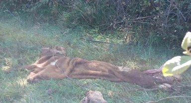 Hayvan hırsızlarına jandarmadan operasyon