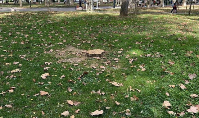 İBB Gülhane Parkı'ndaki 50 ağacı kesti