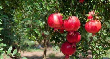 İhracatta nar bereketi: 100 milyon doları aştı