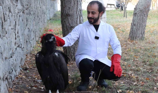 Kara akbaba artık şefkatli ellerde