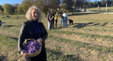 Karabük'te safran hasadı devam ediyor