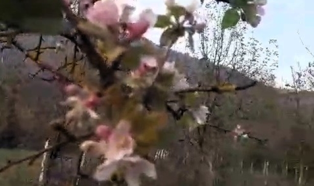 Karabük'te elma ağacı Kasım ayında ikinci kez çiçek açtı