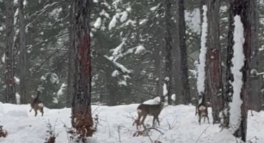 Karla kaplanan ormandaki karacalar kamerada