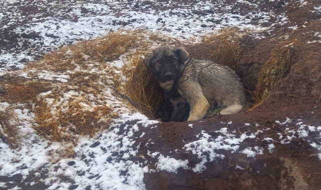 Kars'ta kar yağışı