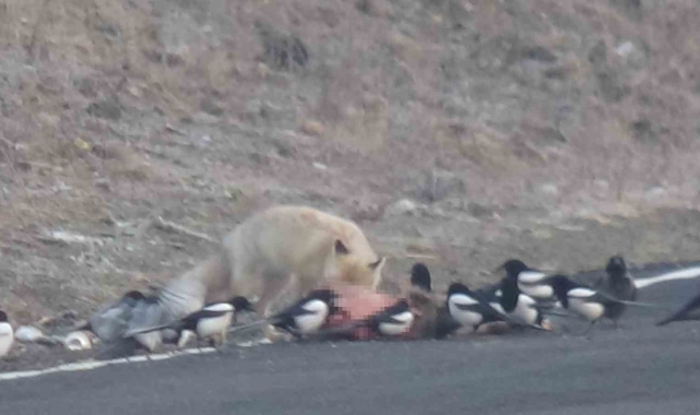 Kars'ta kızıl tilkinin karnını doyurması kamerada