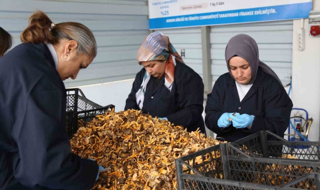 Kastamonu ormanlarından Avrupa'ya 100 milyon liralık mantar ihracatı