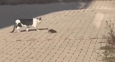 Kedi, cüsseli fare ile baş edemedi