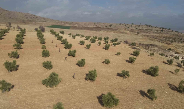 Kilis'te zeytin bahçeleri jandarmaya emanet