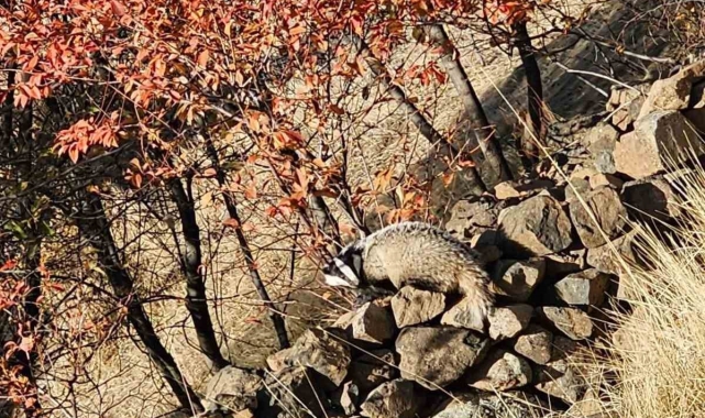 Kırmızı listede bulunan 'Porsuk' Elazığ'da görüldü