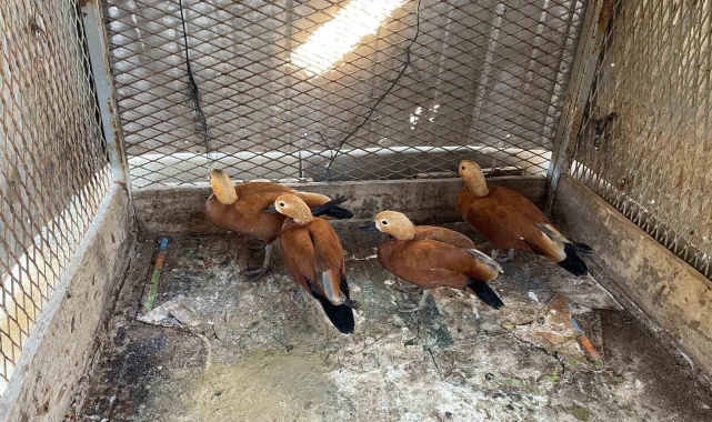 Kırşehir'de 'angut' besleyen şahıs gözaltına alındı