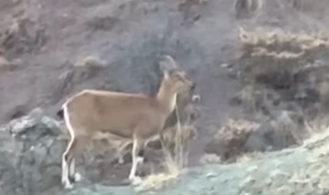 Koruma altındaki dağ keçisi ve yavruları Harput'ta görüntülendi