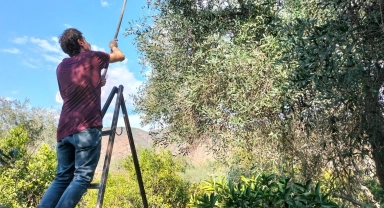 Köyceğiz'de zeytin hasadı başladı
