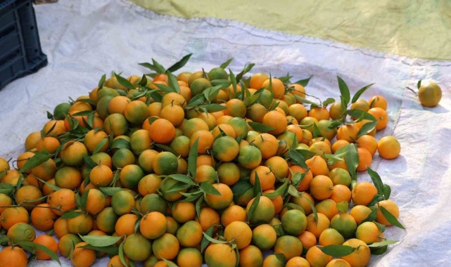 Kozan'da yetişen şeker mandalinada hasat başladı