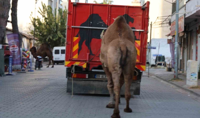 Küresel ısınma develerin de dengesini bozdu