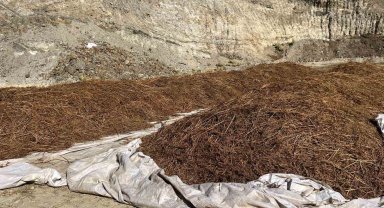 Kuyulardan çıkartılan kestaneler tezgahlarda yerini almaya hazırlanıyor