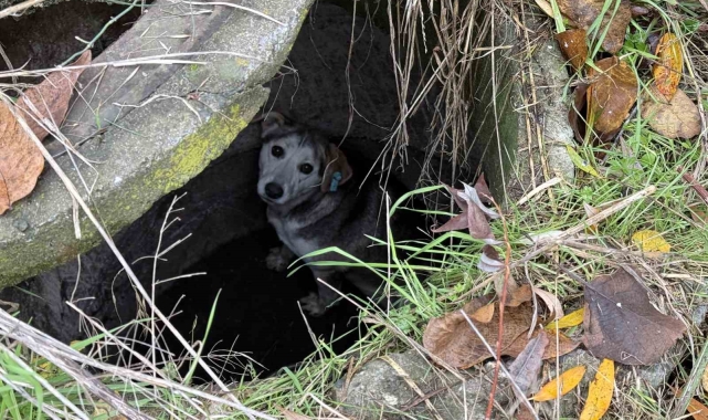 Kuyuya düşerek mahsur kalan sokak köpeğinin yardımına itfaiye koştu
