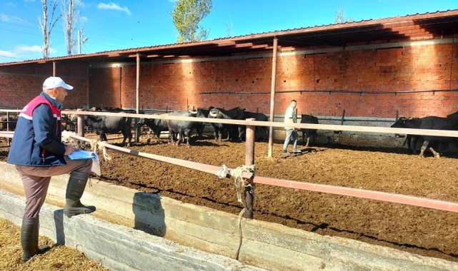 Mandalara küpeleme işlemi yapıldı