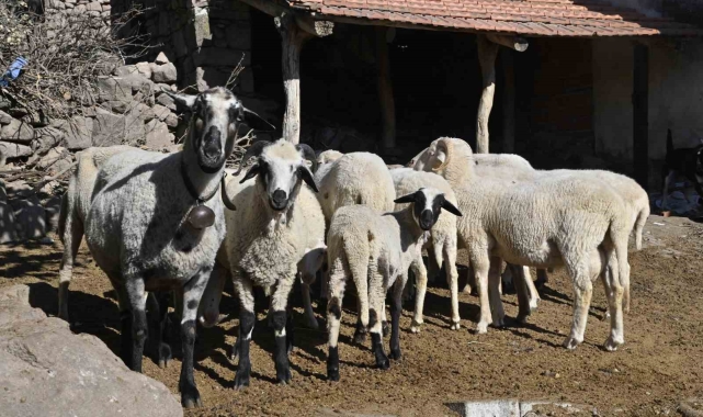 Manisa'da 'Mavi Dil' hastalığıyla mücadelede ediliyor