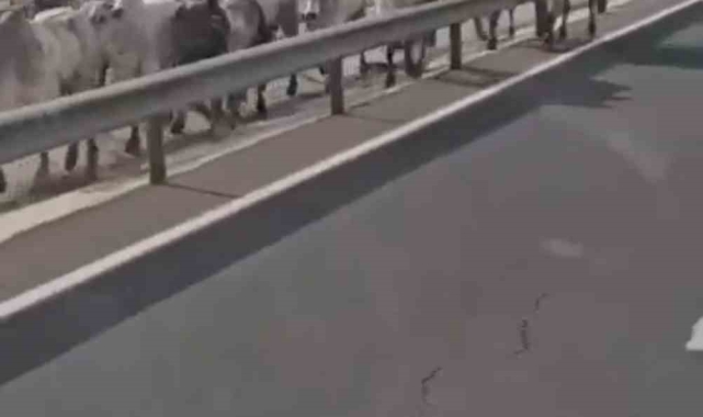 Mardin'de kaza yapan tırdaki büyükbaş hayvanlar yola çıktı