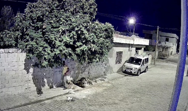 Mardin'de tavuk hırsızlığı güvenlik kamerasına yansıdı