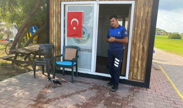 Maskot karganın 'firari' karga olduğu ortaya çıktı