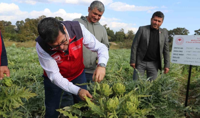 Muğla'da hedef 12 ay Enginar üretimi