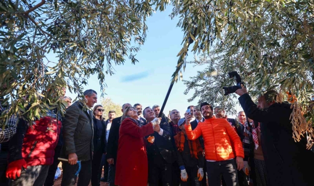 Şahin, Nizip'te zeytin hasadına katıldı
