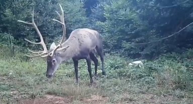 Samanlı Dağları'na salınan kızıl geyikler fotokapanlara yansıdı