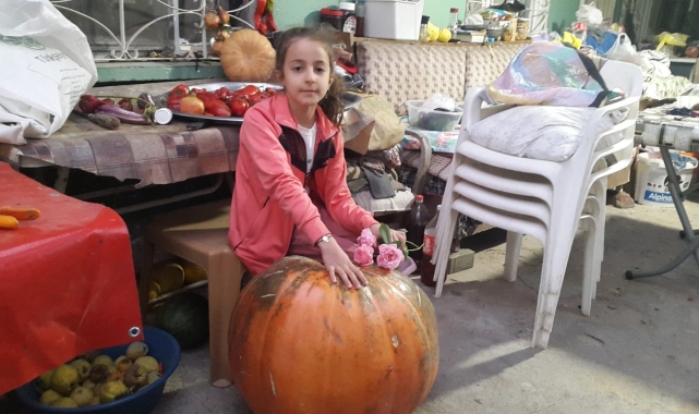 Sarıgöl'de devasa kabak ilgi odağı oldu