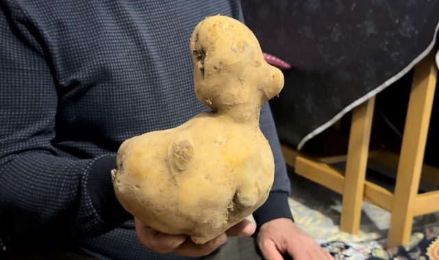 Satın aldığı patates çuvalında ördeğe benzer patates çıktı