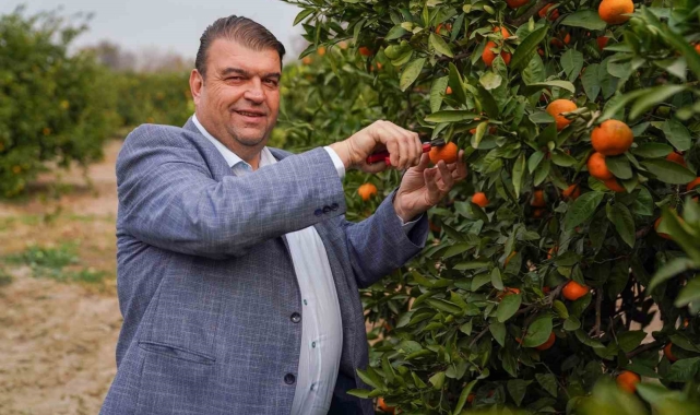 Seferihisar'da Mandalina Şenliği heyacanı