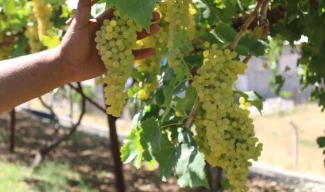 Siirt'te üzüm sıkma makinesi desteği