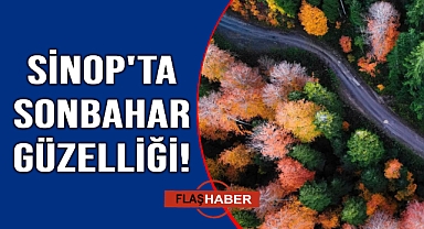 Sinop ormanlarında görsel şölen
