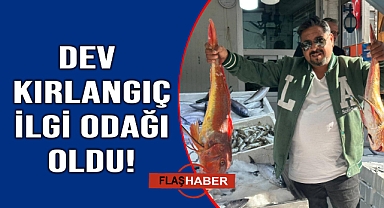 Sinop'ta dev kırlangıç balığı yakalandı