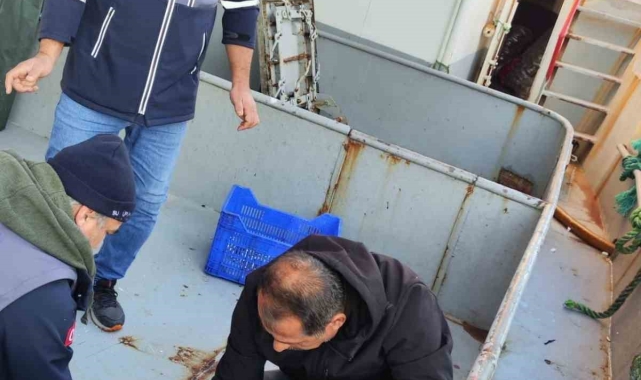 Sinop'ta 40 ton hamsiye el konuldu