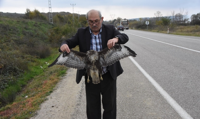Sinop'ta otomobile çarpan atmaca telef oldu