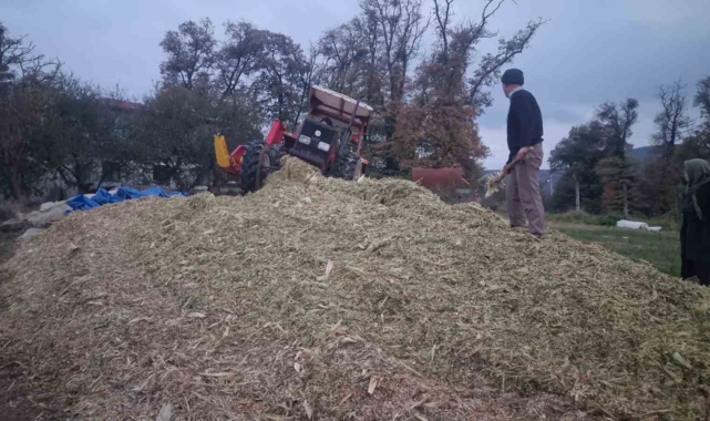 Sinop'ta silajlık mısır hasadı sona erdi