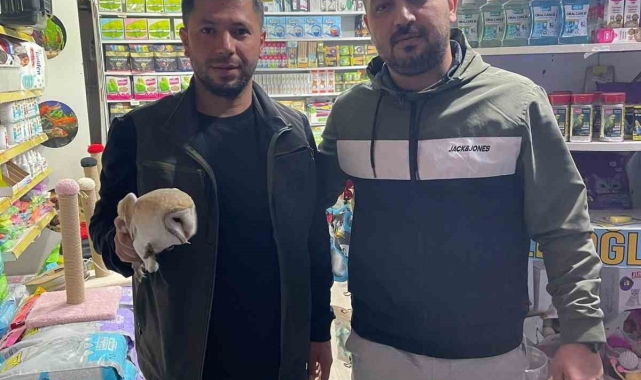 Şırnak'ta yaralı olarak bulunan kuşlar tedavi altına alındı