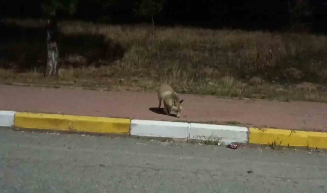 Sivas'ta aç kalan tilki kek yedi