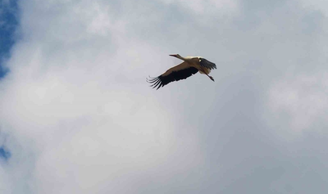 Sofyalı leylek güneye uçtu