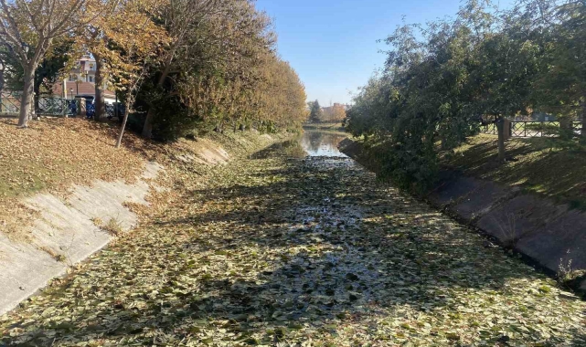 Sonbaharda dökülen yapraklar Porsuk Çayı yüzeyini kapladı