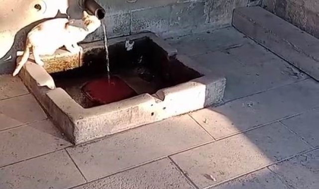 Su sırası kedinin